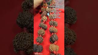 Original Nepali Gauri Shankar Rudraksha Mala with Lab certification #gaurishankar