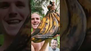 The foreign version of horn banana #banana #fruit #highrawvegandiet #food #fruitarian #facts