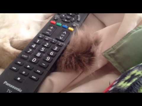 Will Matty's Tail Ever Stop Moving? Episode 1