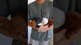 #puppy #cutedog #pomeranian #petdog #pets