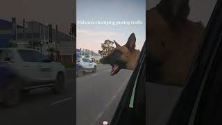 Malinois energy = 100% chaos, 0% chill 💥🐕#dog#funny#funnyanimals#funnypets#animals #dogsofttiktok