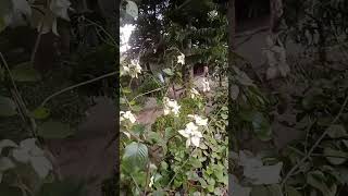 #গাছেরপরিচর্যা #গাছেরযত্ন #কলার_খোসা #সার #viralshort  #viralvideo #tree #plants #gach # তরল_সার