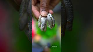 Indonsian Small Fish Fry 🐟😜 #shorts #shortsvideo #youtubeshorts #minicocinar