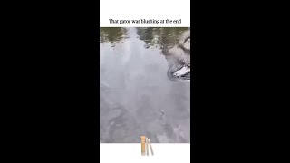 That gator was blushing at the end.