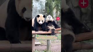 Funny panda #panda #pandas #cuteanimals #funny #funnyanimals #foryour #fyp #pet #bear