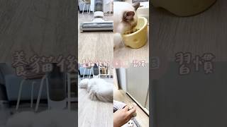 養貓後的6個習慣 #ragdoll #布偶貓 #貓奴日常