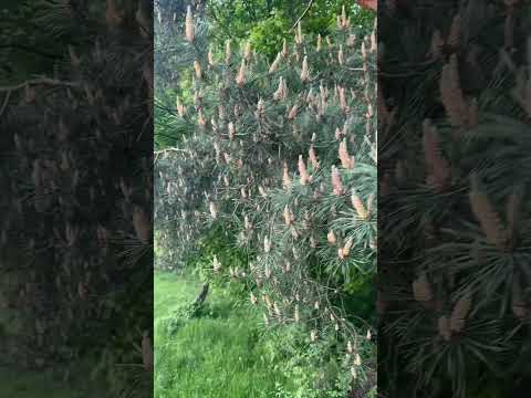 Наші сосни. Без фільтрів без звуку. #nature #природа #тихастежка #foryou #asmr