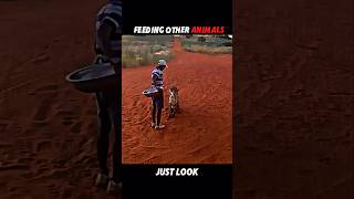 This Is Why the Lion Is King👑 #trending #animals #wildlife #lion #youtubeshorts #viral