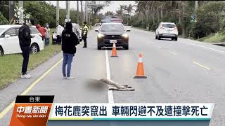 台11線梅花鹿竄出遭撞亡 疑因覓食不易被迫下山｜20221219 公視中晝新聞