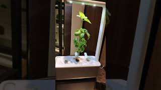 Smart garden | minimalism | plants