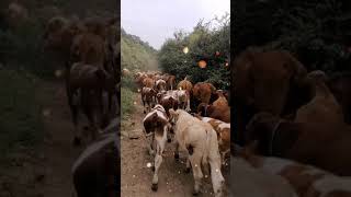 Cows Baby love, mab enghour#1457 #Shorts