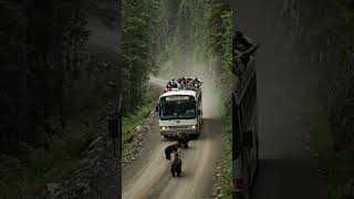 #WildAnimalsnatury#WildAnimals #Wildlife #NatureLovers#MountainSplit  #EpicNature