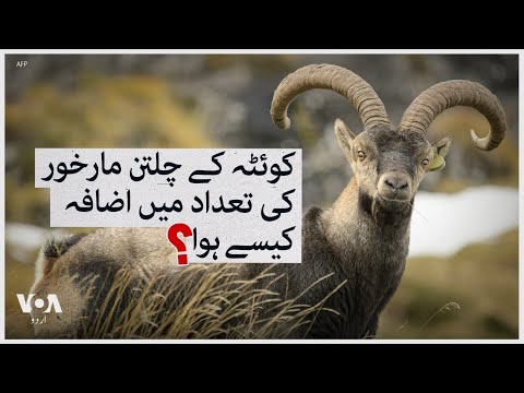 Chiltan Markhor conservation efforts | VOA Urdu