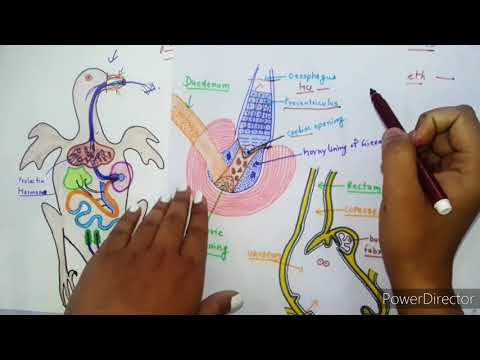 Digestive System Of Pigeon//Columba Livia🦆