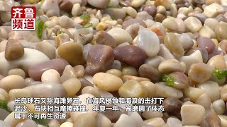 烟台长岛海边球石告急！游客被劝阻大闹