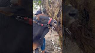 Dangerous cow #shorts