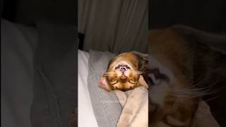 Funniest cat video 2024 #cats #shorts 🐱 Part 63