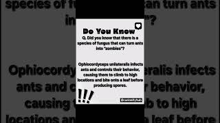 Ant turn to zombie how? #doyouknow #facts #fact #didyouknow #didyouknowfacts  #dailyfacts #dailyfact