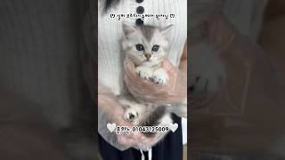 ෆ 실버 브리티시숏헤어 왕자님입니다 ෆ #광주고양이분양 #브리티쉬숏헤어
