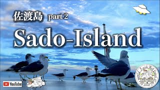 [Sado Island] Visiting scenic spots #Two turtles #Ono turtle #Osado natural cedar Beautiful Japan