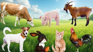 Happy Pets - Dogs, Cats, Chickens, Pigs, Cows, Rabbits - Cute Animals