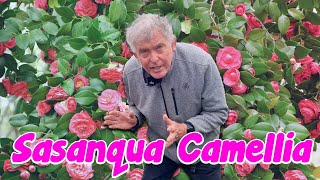 The Beauty and Versatility of Sasanqua Camellia