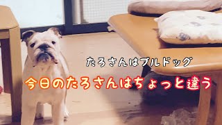今日のたろさんはちょっと違う