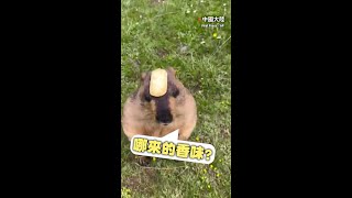 【我看了什麼】土撥鼠頂餅乾太撩人？竟上演霸總戲橋段 #Shorts