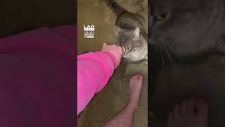 When your cat brings home his doppelganger
