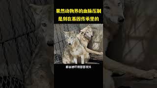 果然动物界的血脉压制，是刻在基因传承里的。