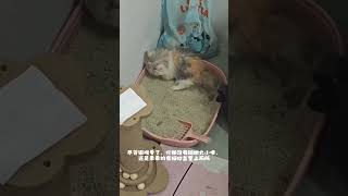喵唔～#萌宠出道计划 #喵喵大王驾到 #被萌宠治愈的那些时刻 #萌猫趣事