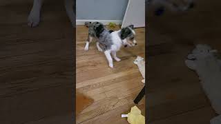 moar cantaloupes pweez #miniaussie #puppy #cuteanimal