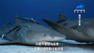 《海洋小宇宙》前進珊瑚礁的美麗平衡｜動物星球頻道