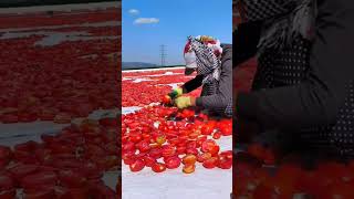 #Sun-dried tomatoes#Dried tomatoes#Life in the countryside#My rural life#The beautiful sce