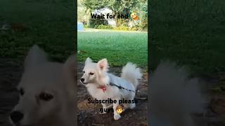 funny dog's 🐕🙀#virel #trending  #trendingreels #public #virelreels #comedy #subscribe #likes #funny