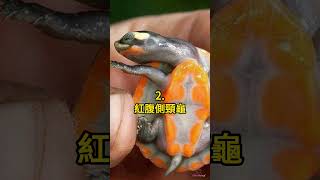 五種 奇怪的烏龜 🤯 #科普 #知識 #動物 #tiktokanimals