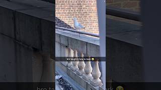 Funny seagulls 🪽#funny #pets #funnypets #petvideos #animals #seagulls #birds