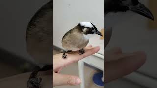 美鳥白頭翁，開始發情期了（ 野鳥救援 injured bird ）