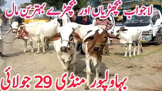 Bahawalpur Cow Mandi Today Fresh Video 29 July Cholistani Khere Bachre || Global Village Farming