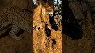Botswana:  The Safari Everyone’s Missing