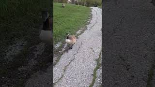 Geese are free birds #geese #goose #geeselive #canada #nature #birds #shorts #short #relax #cute