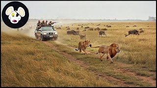 How Farmers And Hunters Deal With Millions Of Lions Attack Farm | Lion Hunting