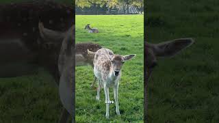 Rusa Bintik Lucu #shorts #ytshorts #viral #trending #foryou #mustwatch #dailyshorts #explorepage #ai