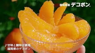 【福岡県産 デコポンのご紹介】/  オデコがかわいいデコポン篇