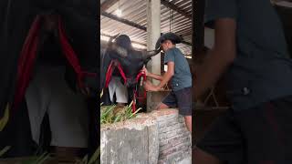 kurban Banteng