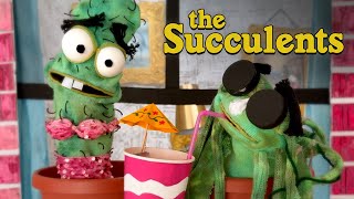 The Succulents | Plantfluencers | Sockz Studio
