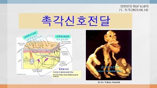 일반인을 위한 뇌과학 71: 촉각