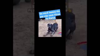 Viros da raiva😱 oque acontece com o cachorro?