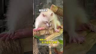 浣熊聽說我要為它做絕育，抓了我好幾道！ 我的手臂啊！ 還要接種狂犬疫苗，丟臉！ #王小怪 #動物圈 #魚類