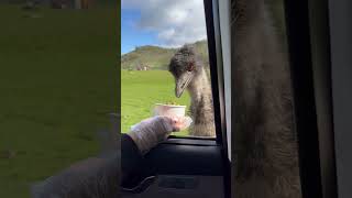 Emu feeding #wildlife